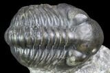 Huge Eyed, Austerops Trilobite - Morocco #105359-3